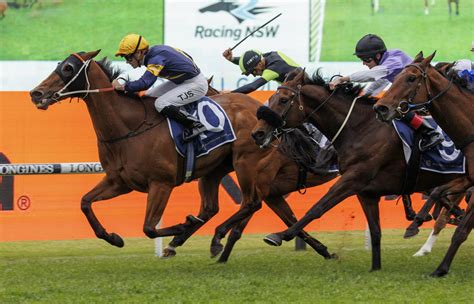 rosehill gold cup prediction
